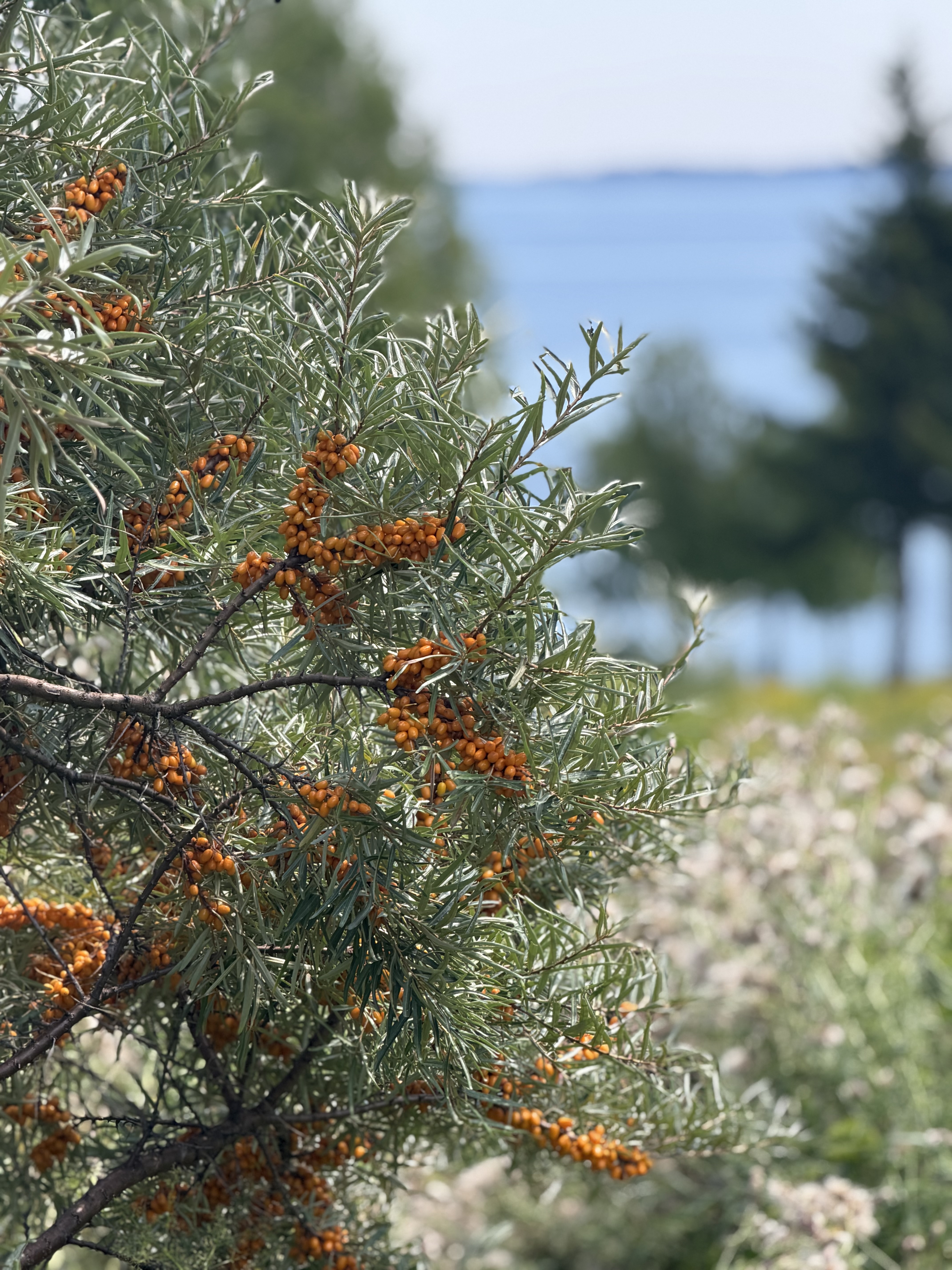 Mossy Rock Farm and Salt Water Farm Seaberry Shrub Collaboration - Image 4
