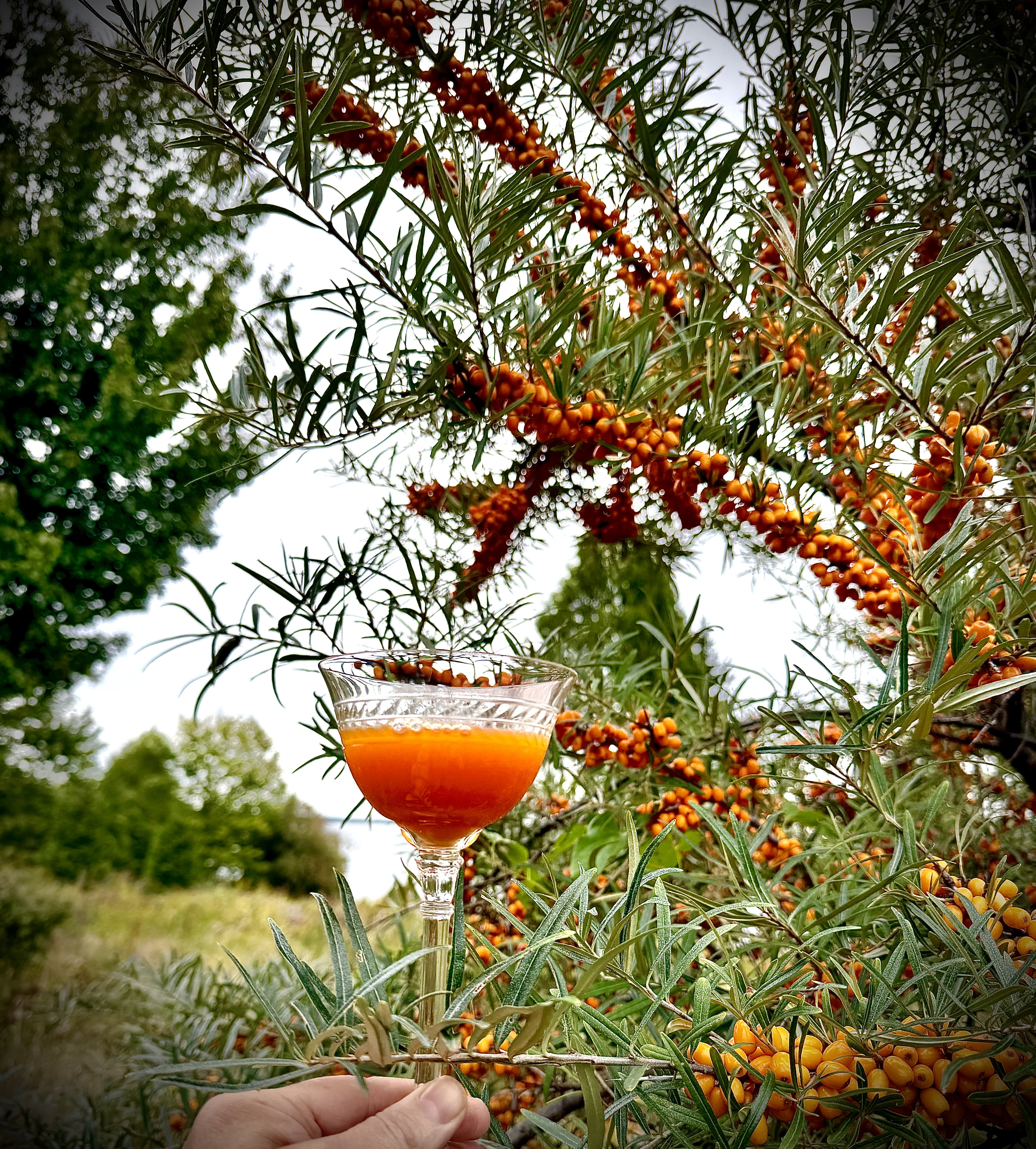 Mossy Rock Farm and Salt Water Farm Seaberry Shrub Collaboration - Image 5