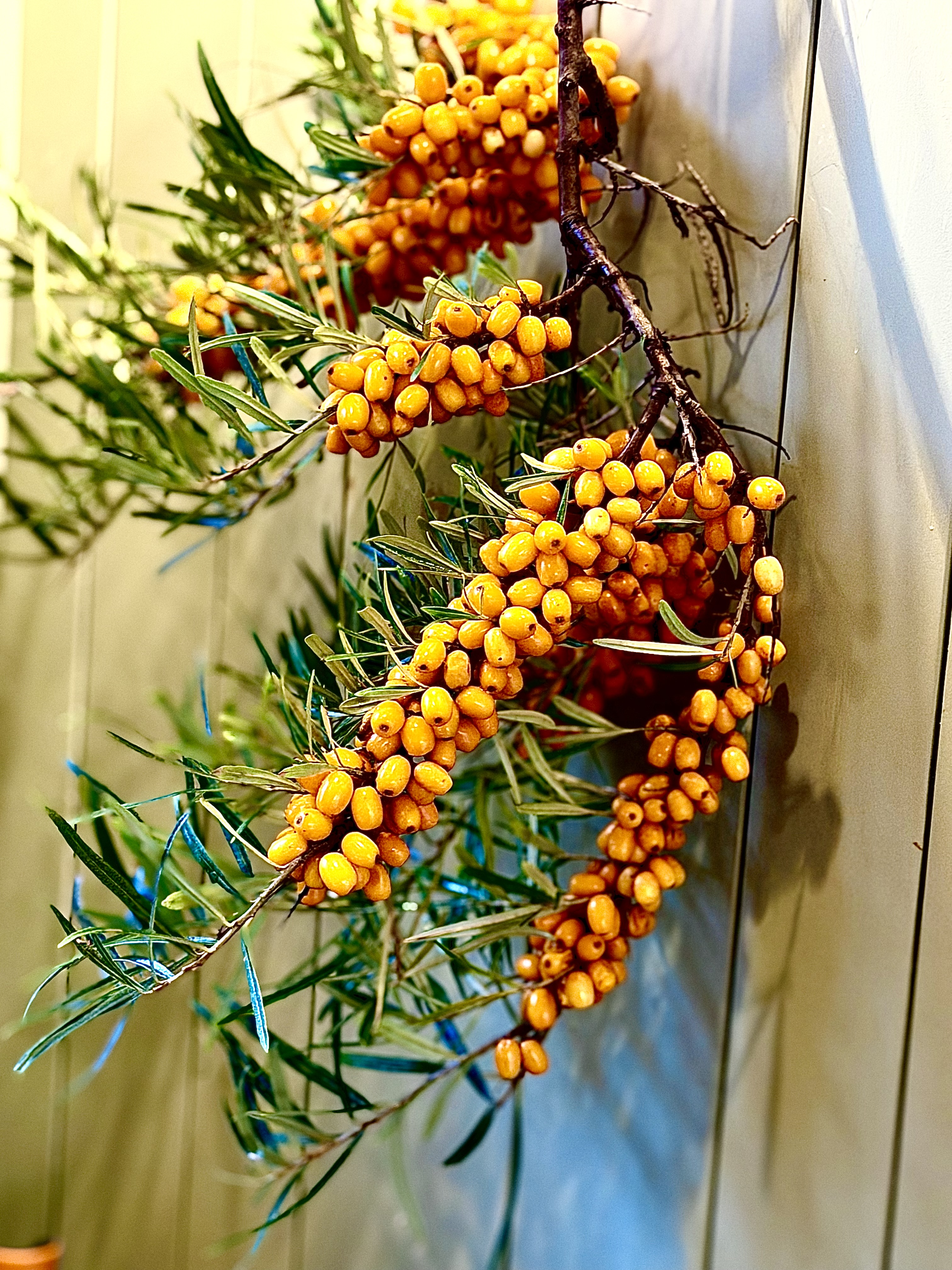 Mossy Rock Farm and Salt Water Farm Seaberry Shrub Collaboration - Image 3